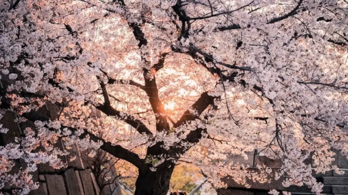 cherry blossom