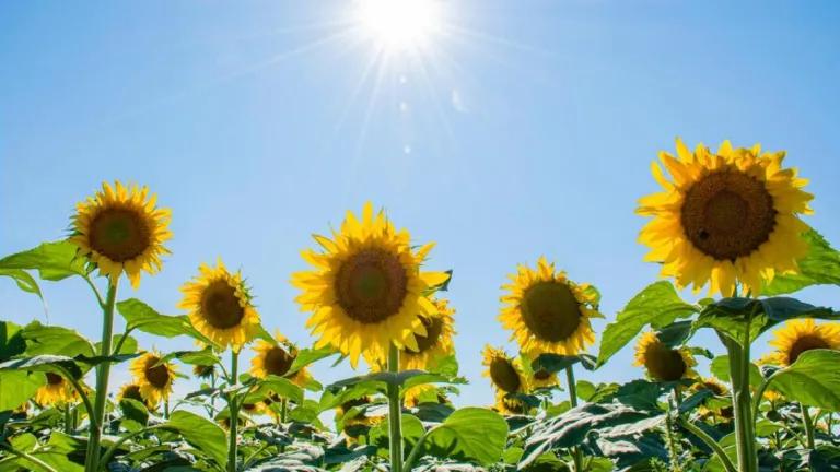 Sunflowers