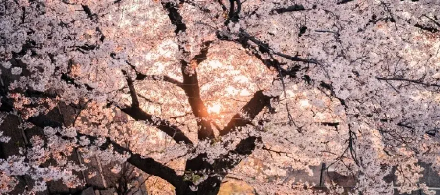 cherry blossom